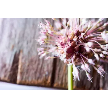 arali flower (33)-9731424-14335.webp